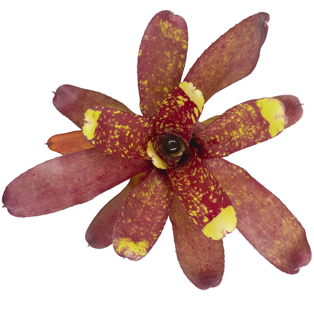 Neoregelia Yellow Nail