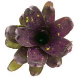 Neoregelia dark purple tone EN 1