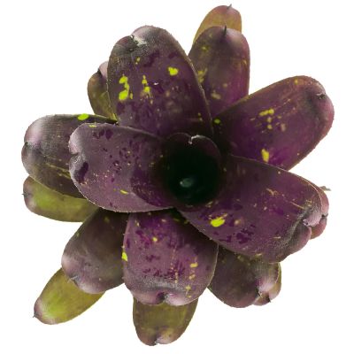 Neoregelia Dark Purple Tone