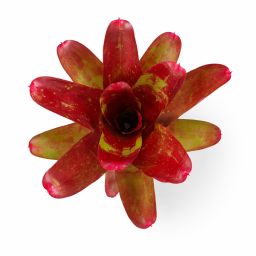Neoregelia ring of fire