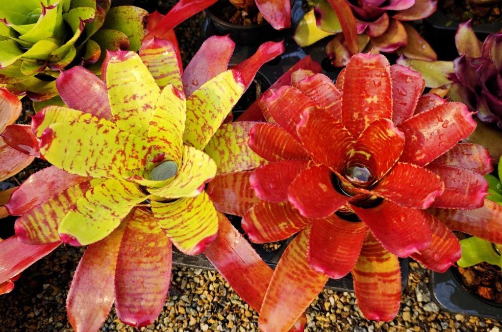 Neoregelia treasure chest x norman bates