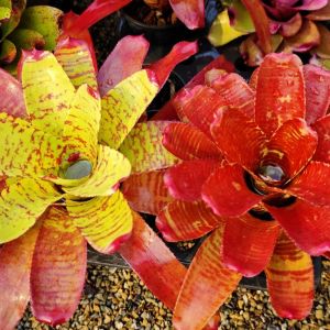 Neoregelia Treasure Chest x Norman Bates