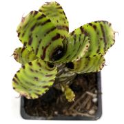 Neoregelia zotica 1