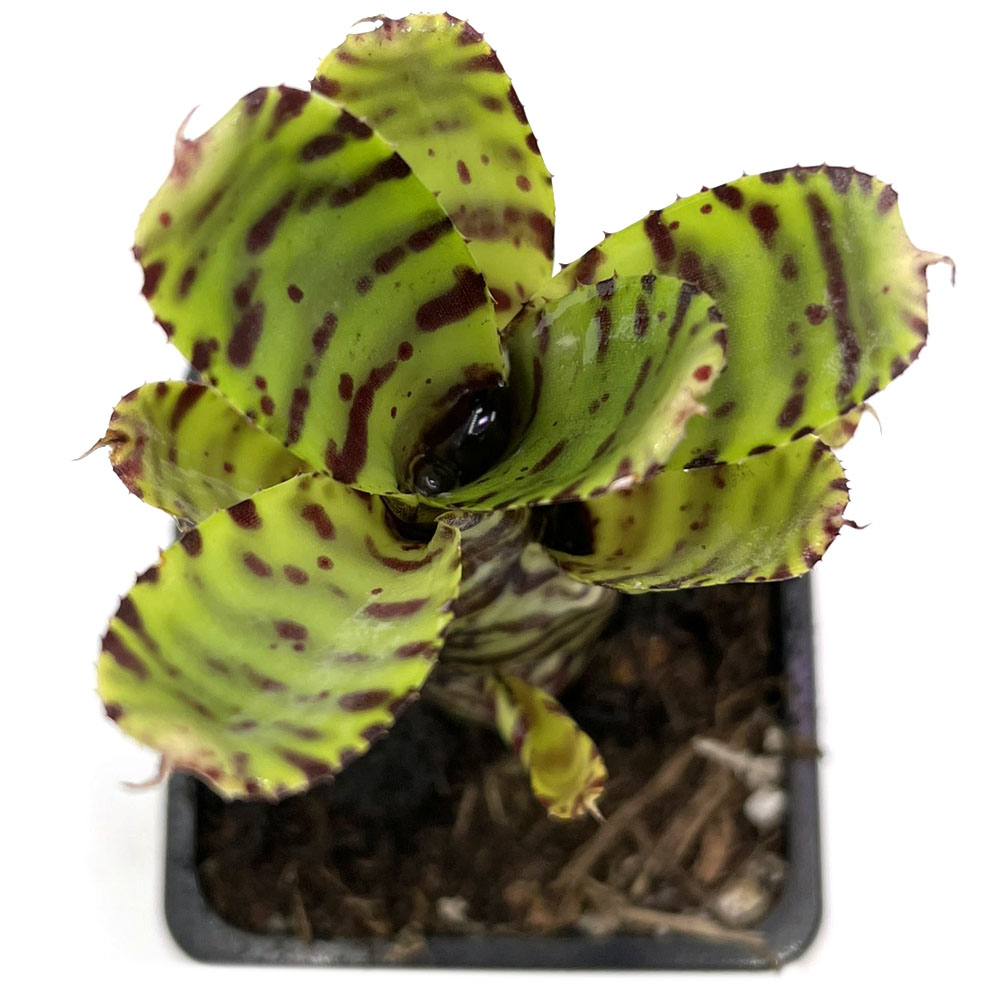 Neoregelia zotica 1
