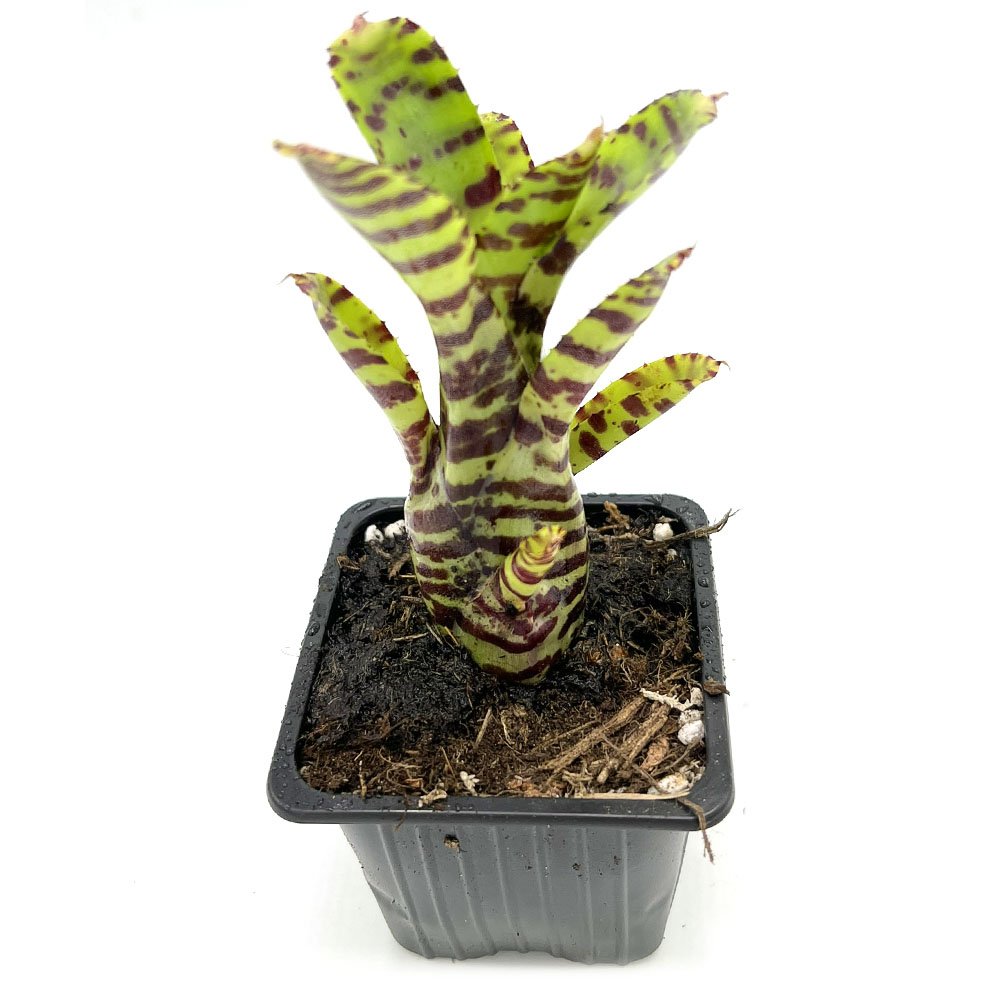 Neoregelia zotica 2