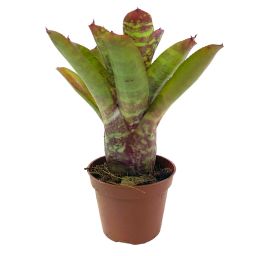 Neoregelia Wild Tiger 2