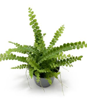 Nephrolepis cordifolia Duffy