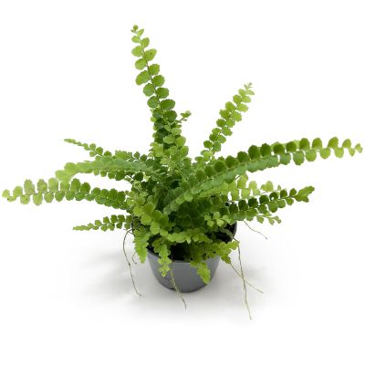 Nephrolepis cordifolia Duffy