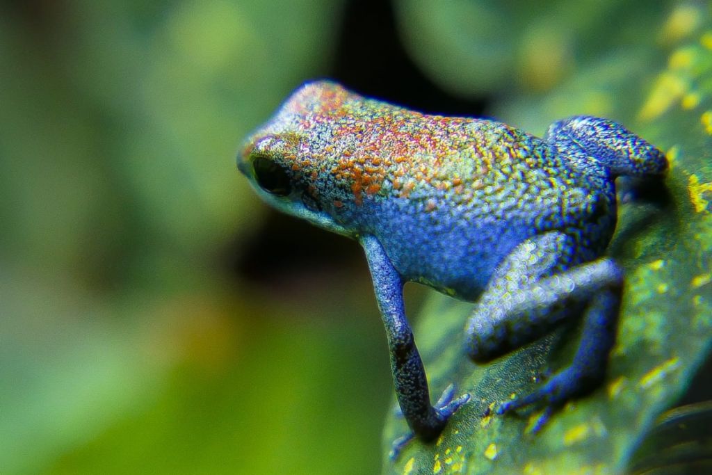 Oophaga Pumilio