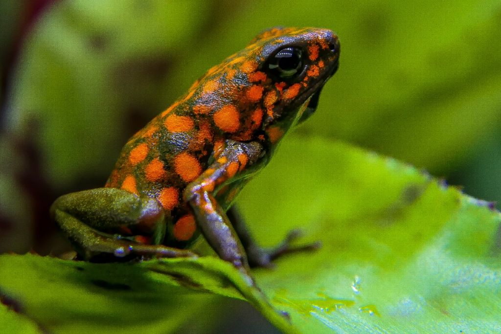 Oophaga Sylvatica
