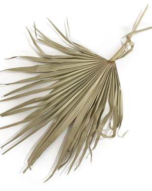 Tropical Palm Leaf