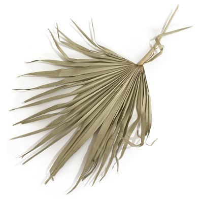 Tropical Palm Leaf