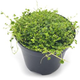 Peperomia Emarginella