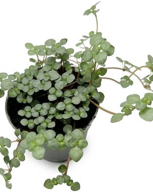 Pilea Glaucophylla