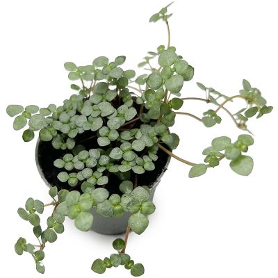 Pilea Glaucophylla