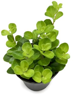 Peperomia Rotundifolia