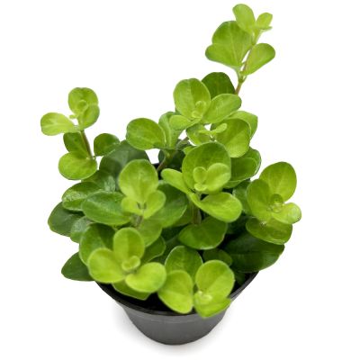 Peperomia Rotundifolia