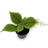 Pilea involucrata