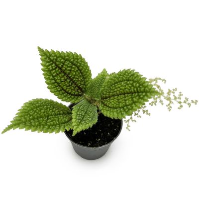 Pilea involucrata