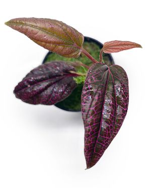 Piper sp. Pink