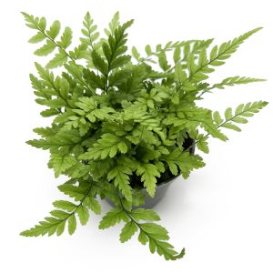 Polystichum Tsus-simense