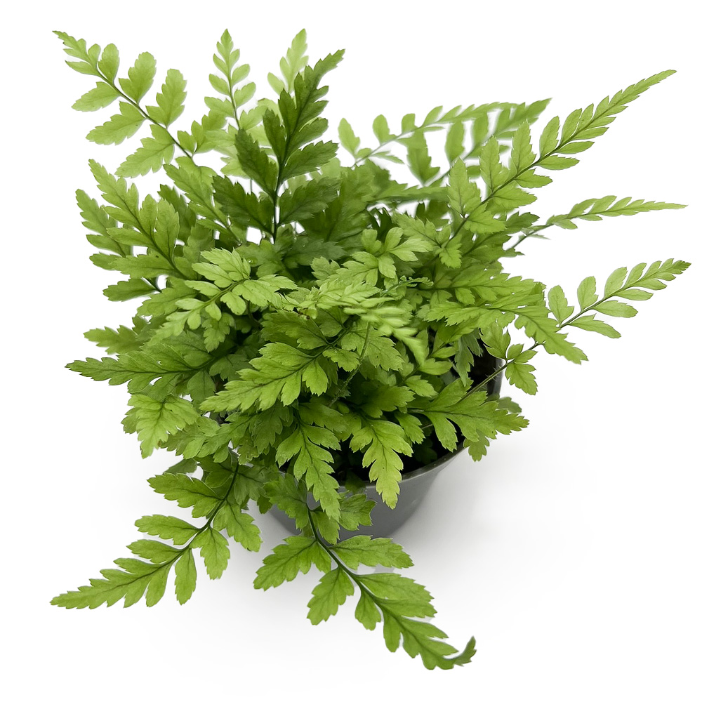 Polystichum Tsus-simense