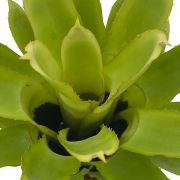 Quesnelia Tubifolia 3
