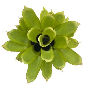 Quesnelia Tubifolia