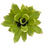 Quesnelia Tubifolia