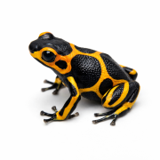 Ranitomeya huallaga