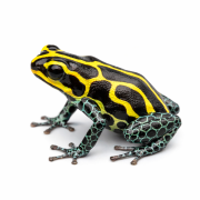 Ranitomeya iimitator baja huallaga