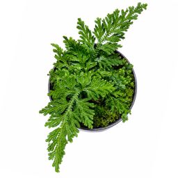 Selaginella Mollis 1