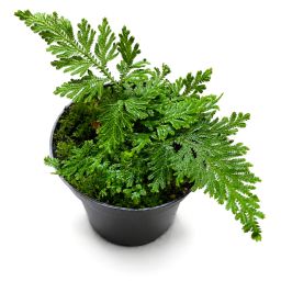 Selaginella Mollis
