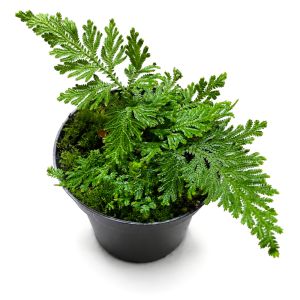 Selaginella Mollis