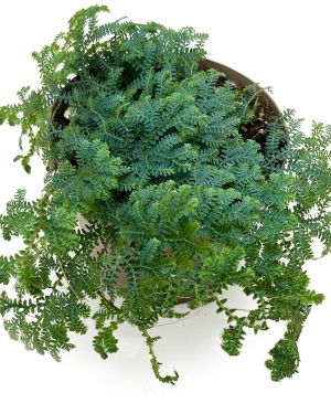 Selaginella Unicata