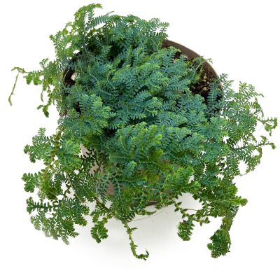 Selaginella Unicata