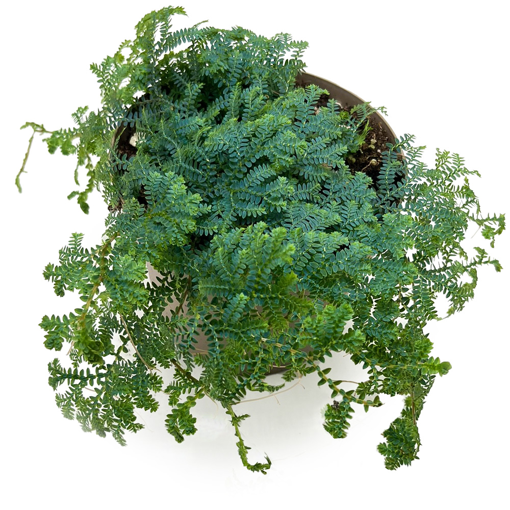 Selaginella Unicata
