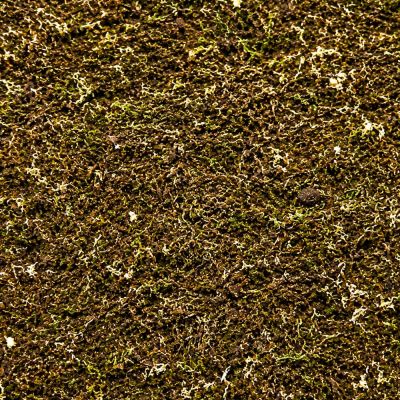 ShroomRoom MossMix