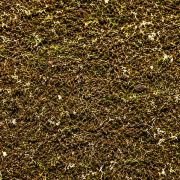 ShroomRoom MossMix 1