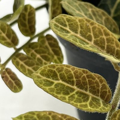 Solanum species Equador