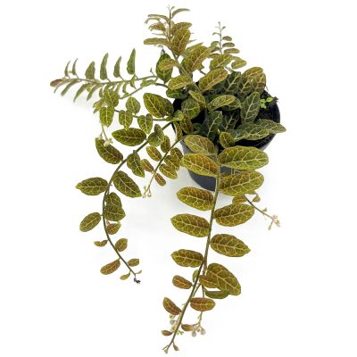 Solanum species Equador