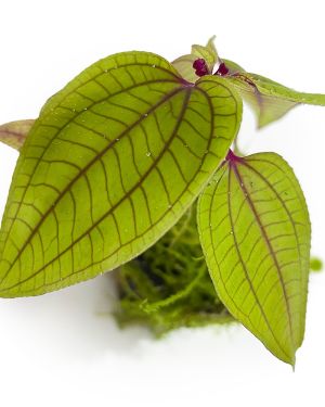 Sonerila Green Wings