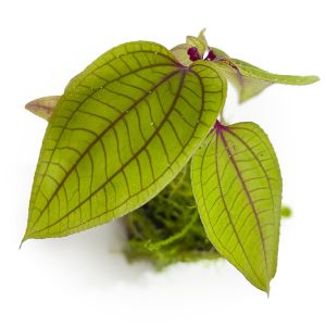Sonerila Green Wings