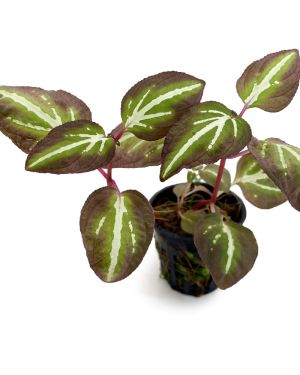 Sonerila Lightning