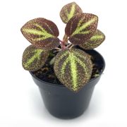 Sonerila Tuber