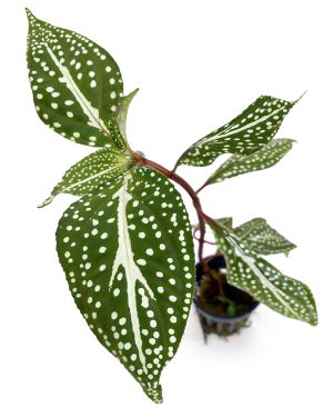 Sonerila White Spot White Vein