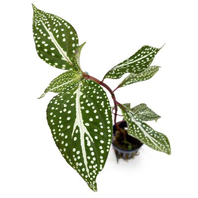 Sonerila White Spot White Vein