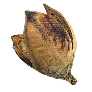 Sororoca tropical nuts