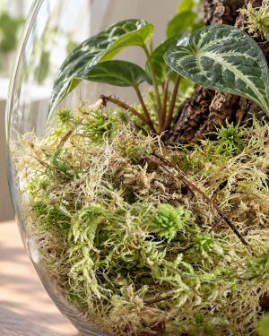 Sphagnum moss