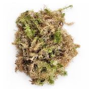 Sphagnum moss